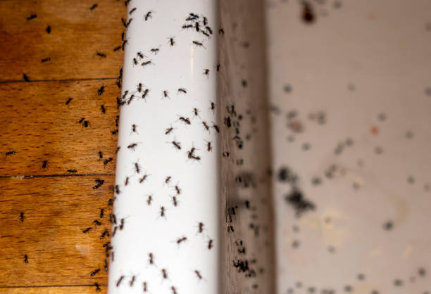 Best Wasp Removal Services  in New Smyrna Beach, FL